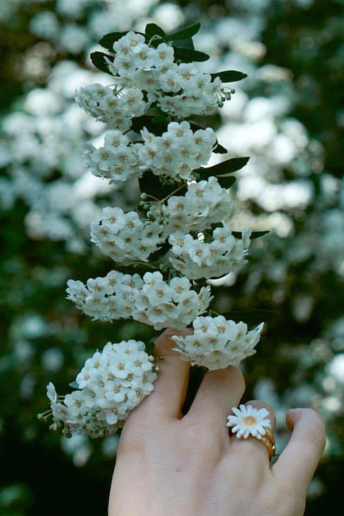 Miniatuur 11